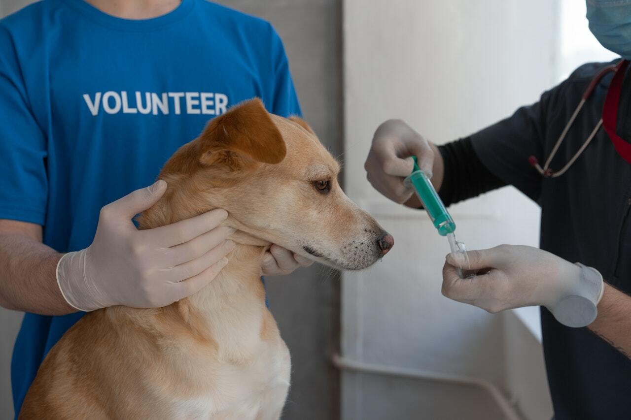estudios de veterinaria 
