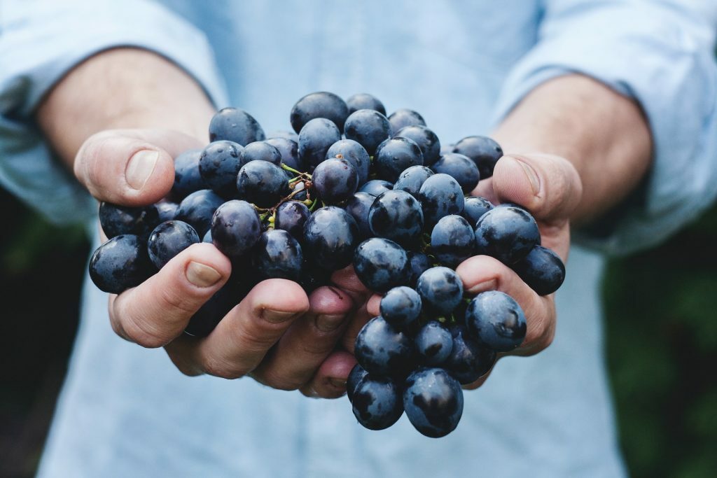 Qué-es-un-viticultor-uva