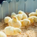 qué-es-un-sexador-de-pollos