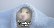 Opiniones La Pradera Online