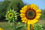 Opiniones Sunflower europe