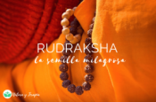 Opiniones Rudraksha