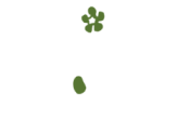 Opiniones Flor Alfa