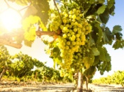 Opiniones Barcelona mediterranean wine