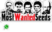 Opiniones The most wanted seeds